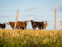 A Global Meat Tax: The future of Pandemic Prevention